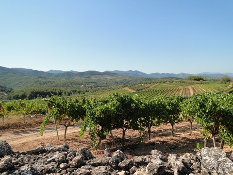 Wijngaarden in de Priorat